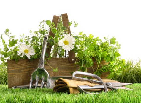 Expert gardener designing a custom garden layout in Tufnell Park